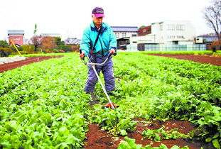 11种蔬菜检出放射物质 菅直人要求民众不要食用